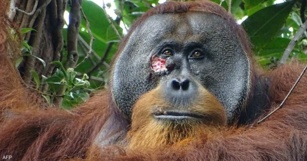 اكتشاف مثير.. حيوان يعالج جروحه بـ "نبات طبي"