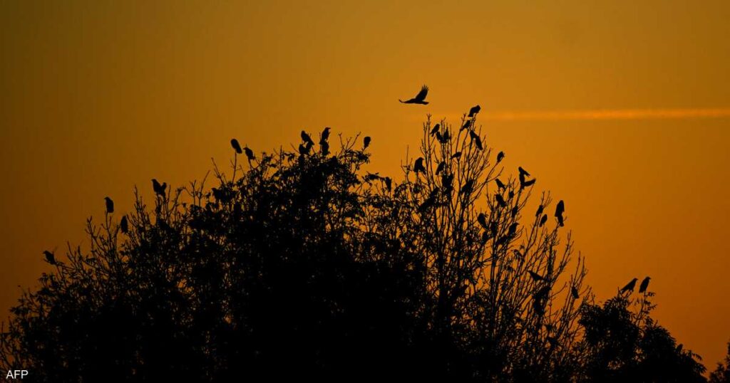 بديل غذائي.. أشياء أخرى تؤكل في الأشجار غير الفاكهة والثمار