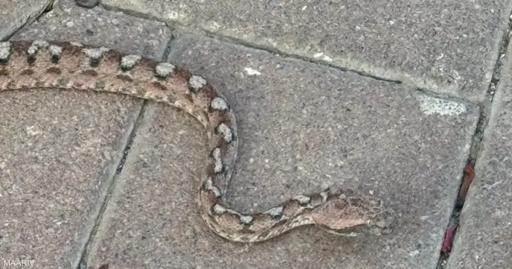 مدينة إسرائيلية تعيش "فيلم رعب".. بسبب الثعابين